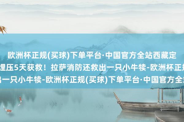 欧洲杯正规(买球)下单平台·中国官方全站西藏定日县地震“牛坚贞”被埋压5天获救！拉萨消防还救出一只小牛犊-欧洲杯正规(买球)下单平台·中国官方全站
